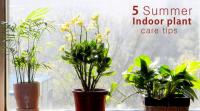 5-summer-indoor-plant-care-tips