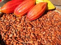 cocoa