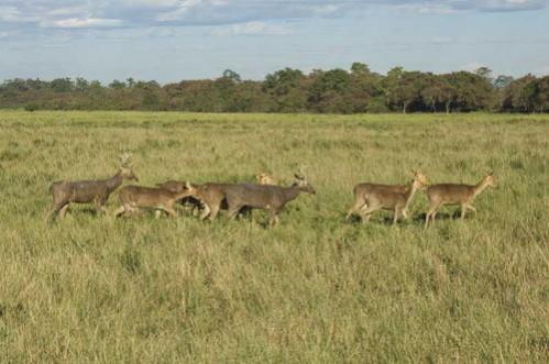 Kaziranga National Park Kaziranga National Park