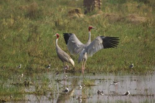 Keoladeo Ghana National Park Keoladeo Ghana National Park