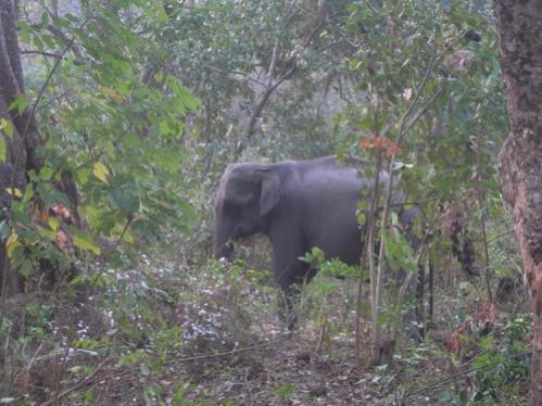 Manas Wildlife Sanctuary Manas Wildlife Sanctuary