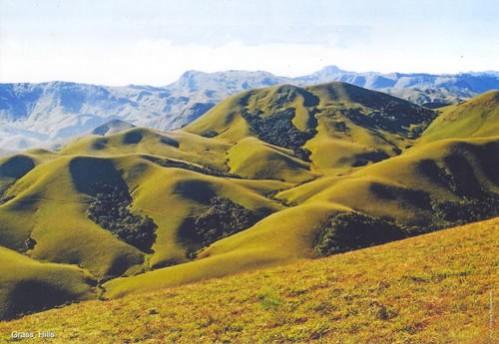 Nilgiri Tahr in Grass Hills, Western ghats Nilgiri Tahr in Grass Hills, Western ghats
