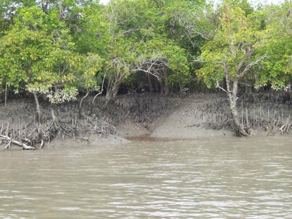 Sunderban National park Sunderban National park