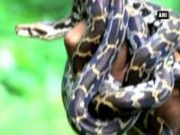 snake-lover-in-kerala-hatches-5-python-eggs