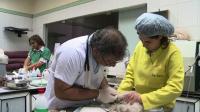 lebanese-veterinary-clinics-raise-bar-on-pets-welfare