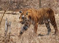 Bengal Tiger