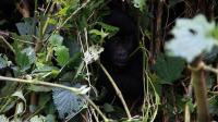 ugandan-gorillas-bring-tourist-dollars-but-tensions-remain