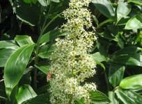Thunder god vine (tirpterygium wilforii)