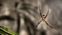 ny-natural-history-museum-debunk-spider-phobia