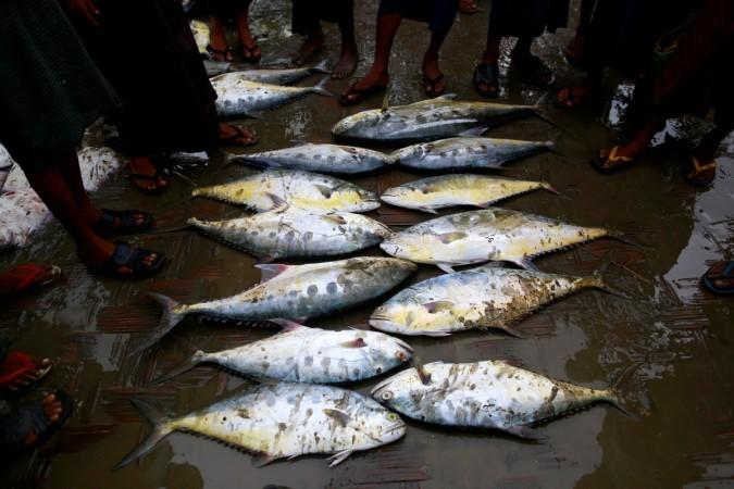 Fishes (Representational Image)