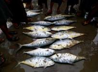 Fishes (Representational Image)