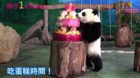taiwan-born-panda-cub-celebrates-first-birthday-with-cake
