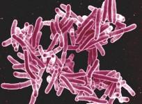 Mycobacterium tuberculosis Bacteria