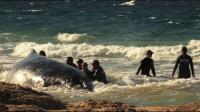 rush-to-rescue-stranded-whale-in-australia