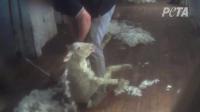 australian-sheep-punched-stamped-on-and-thrown-peta