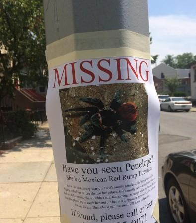 A missing sign in South Slope, Brooklyn, sought the return of a tarantula named Penelope.