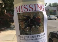 A missing sign in South Slope, Brooklyn, sought the return of a tarantula named Penelope.
