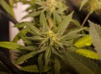 Marijuana