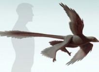 Changyuraptor