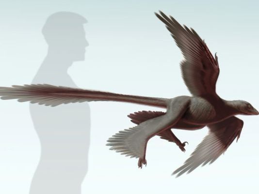 Changyuraptor