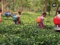 tea-workers-in-tripura-imparted-skill-development-training-to-boost-production