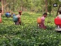 tea-workers-in-tripura-get-skill-development-training-to-enhance-production