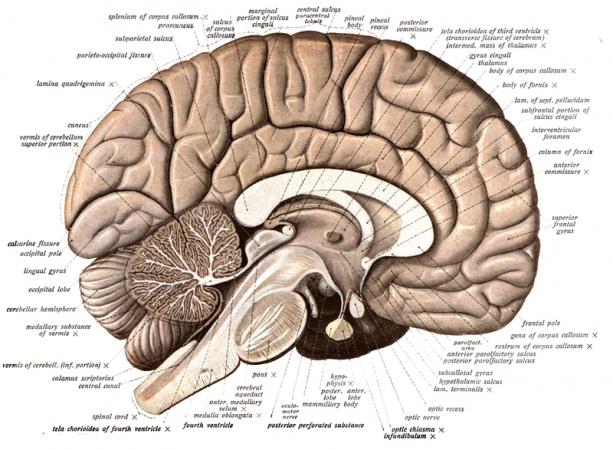 Lack of blood in the brain can cause a stroke. Human Brain