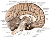 Human Brain
