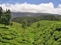 Planting trees to preserve the environment