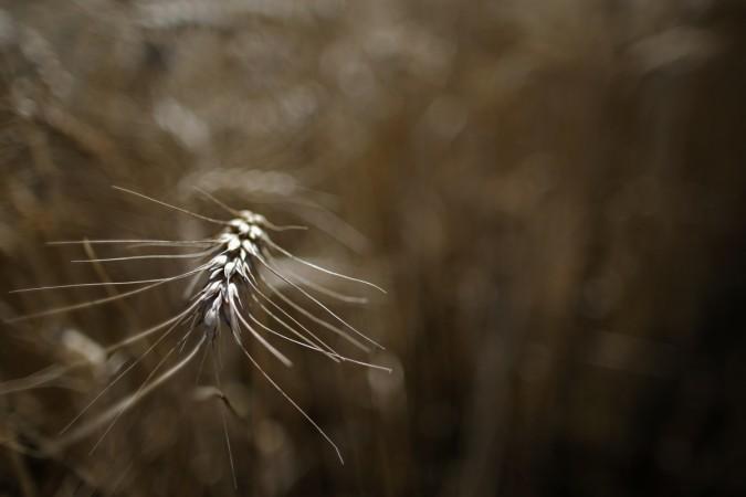 Wheat
