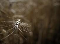 Wheat