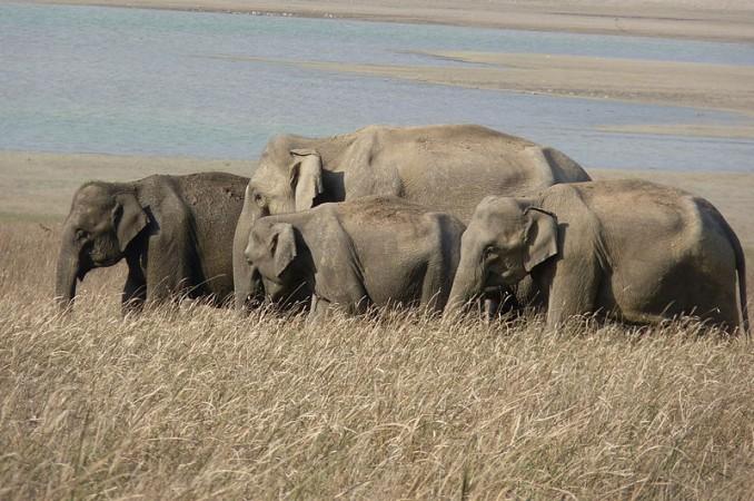 A scene from Corbett National Park. Corbett