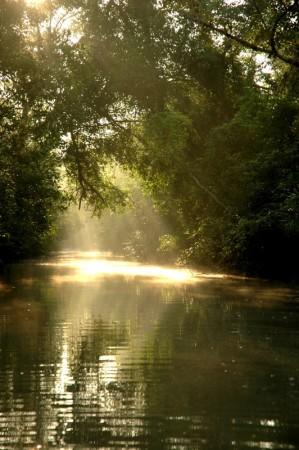 Sunderbans in West Bengal. Sunderbans