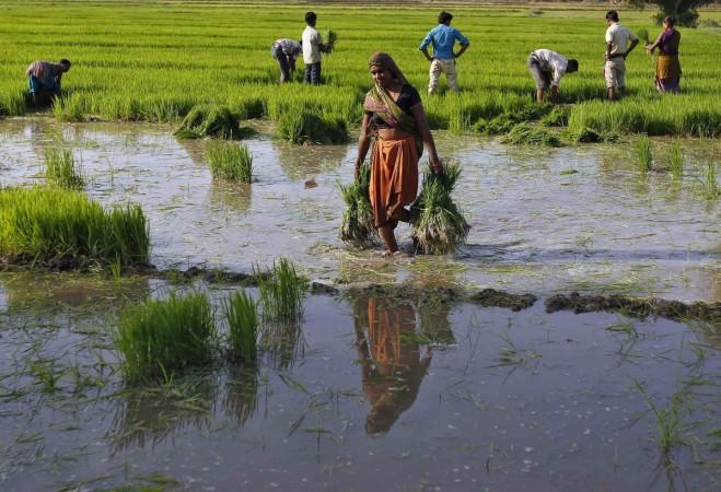 Paddy field, rice