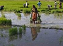 Paddy field, rice