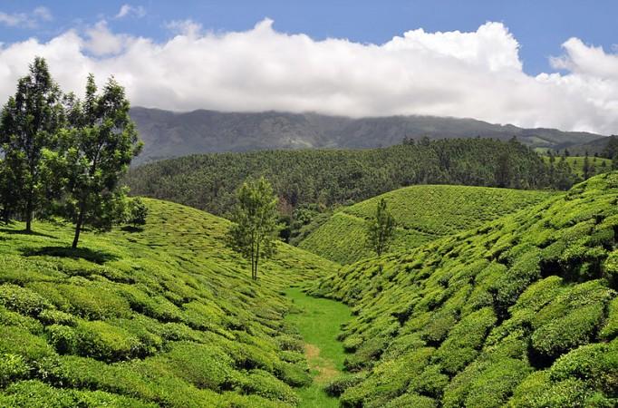 Tea Plantations in Munnar, Kerala. Munnar
