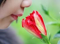 Smell, nose