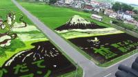 japanese-farmers-turn-rice-fields-into-paintings