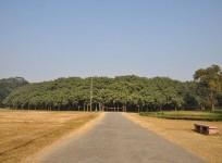 The Great Banyan Tree