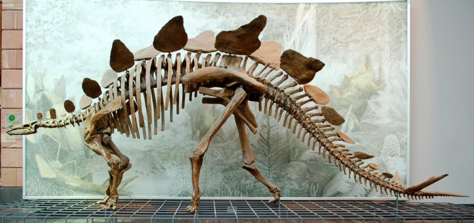 Stegosaurus Senckenberg by EwaK Stegosaurus Senckenberg