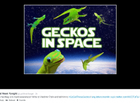 Go Get Those Geckos
