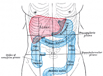 Liver