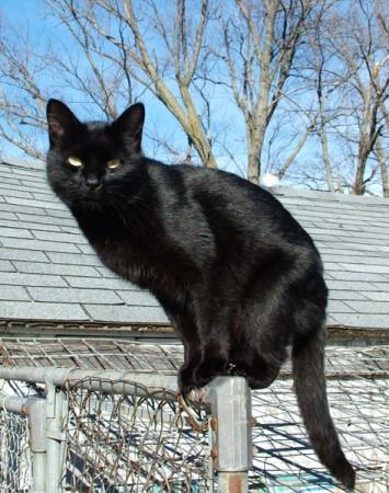 A black cat, which is considered to be bad luck in India. Superstitions