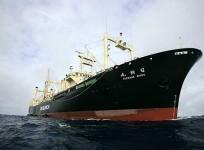 MV Nisshin Maru
