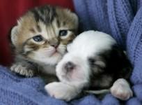 Unusual Friendship