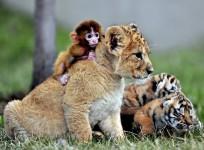 Unusual Friendship