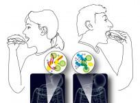 Gut microbe