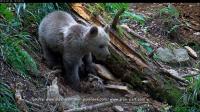 pyrenees-orphan-bear-cub-gets-brand-new-home