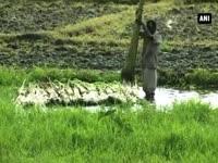 low-prices-of-jute-upset-farmers-in-west-bengal