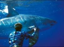 Great White Sharks